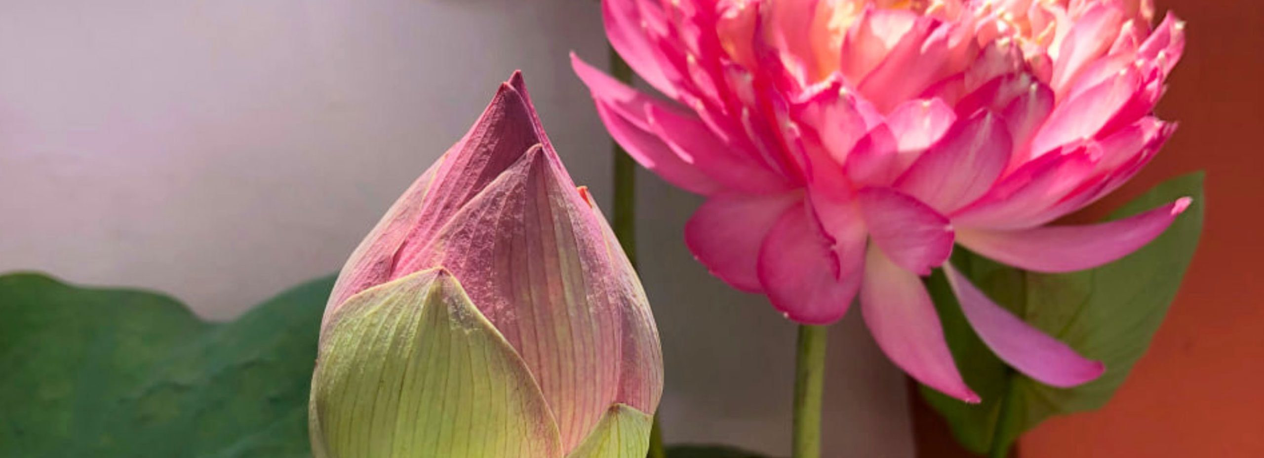 banner-1